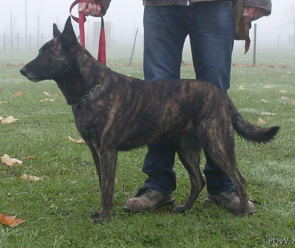  Freedom des Fauves d’Orient